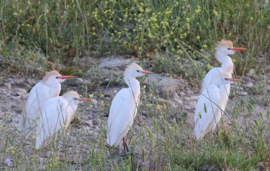 Cattle Egret