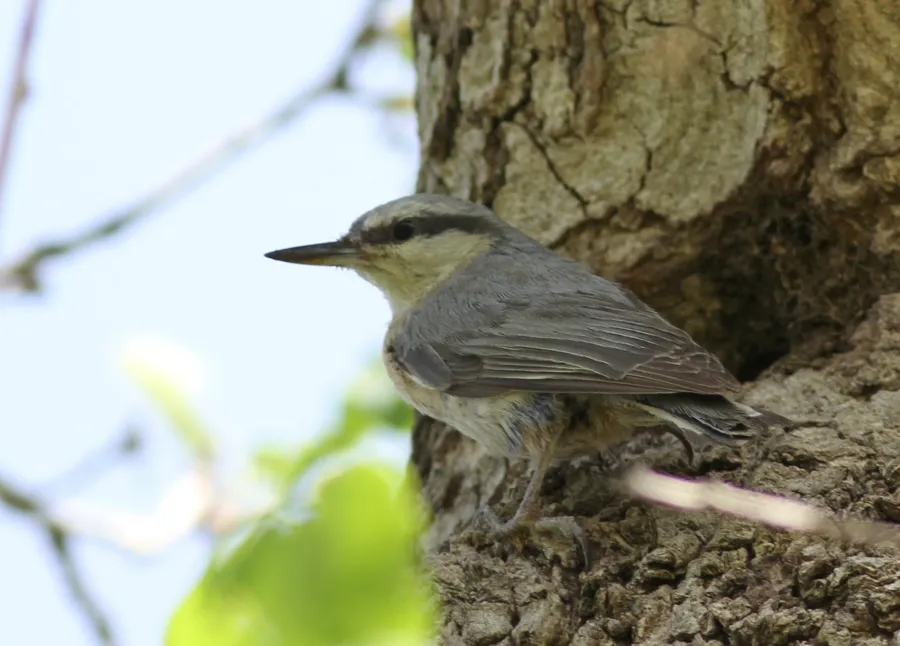 Eurasian Nuthatch