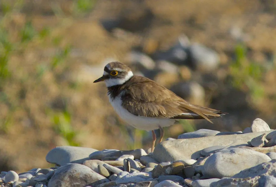 Little Ringed Plover