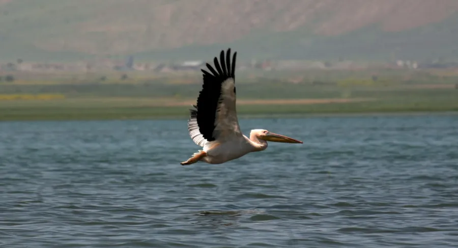 Great White Pelican