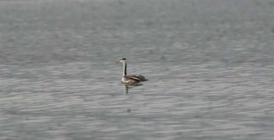 Great Crested Grebe