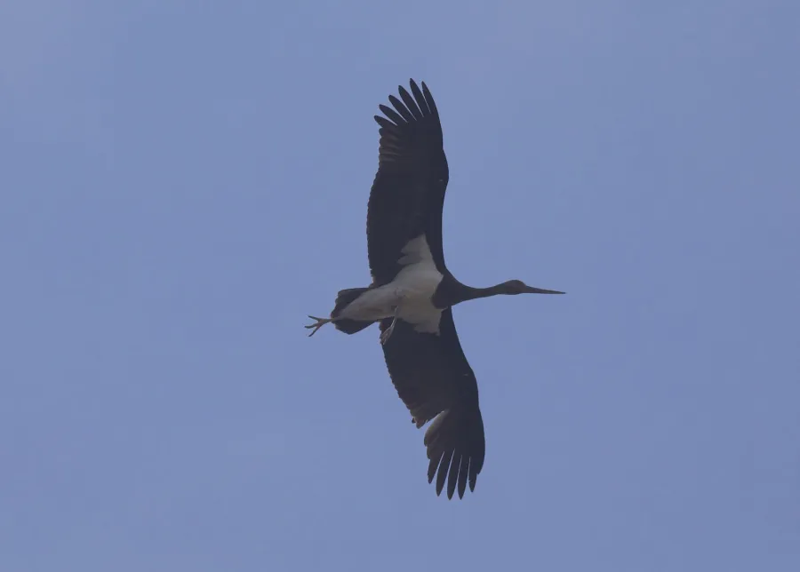 Black Stork