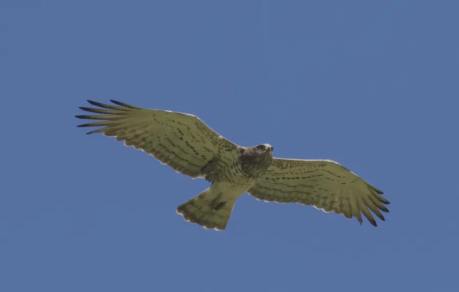 Short-toed Snake Eagle