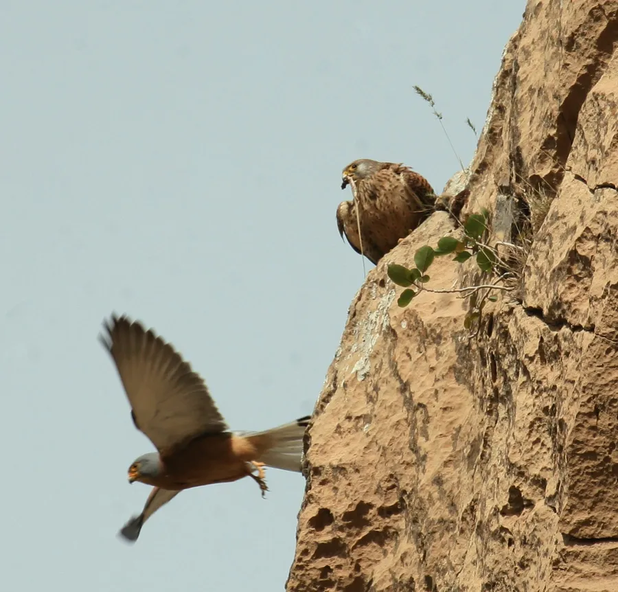 Lesser Kestrel