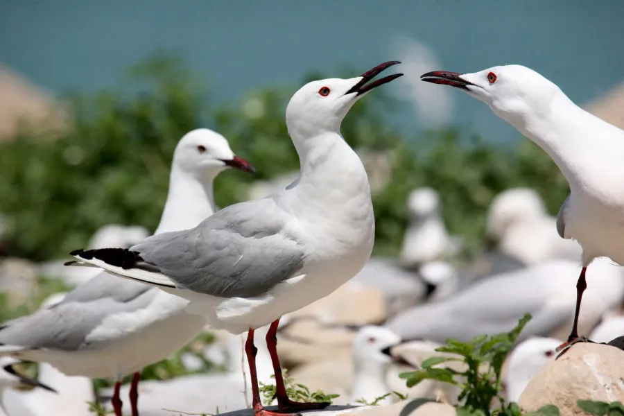 Slender-billed Gull