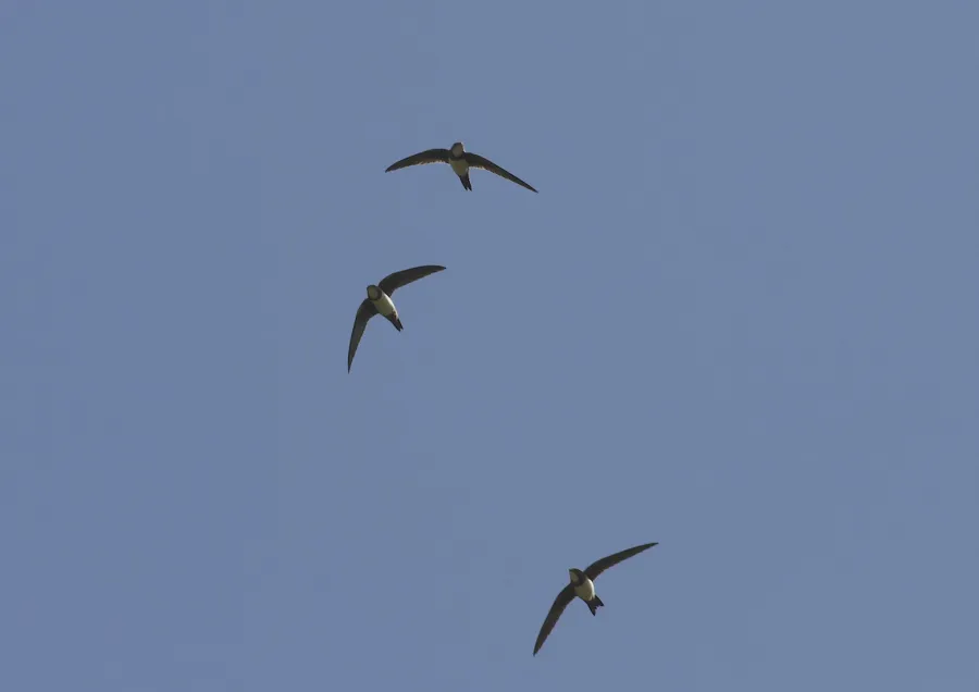 Alpine Swift