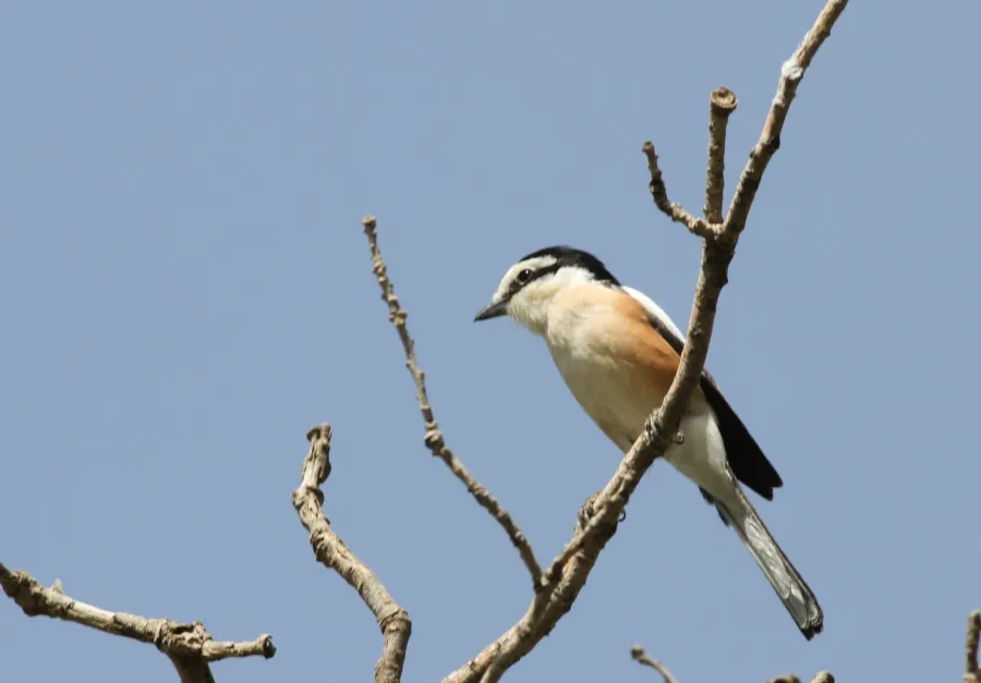 Masked Shrike