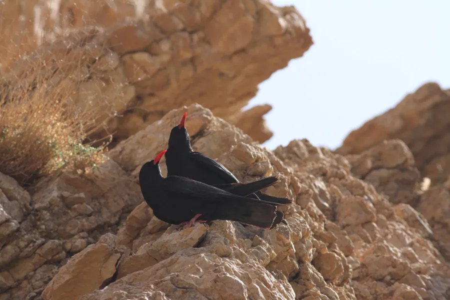 Red-billed Chough
