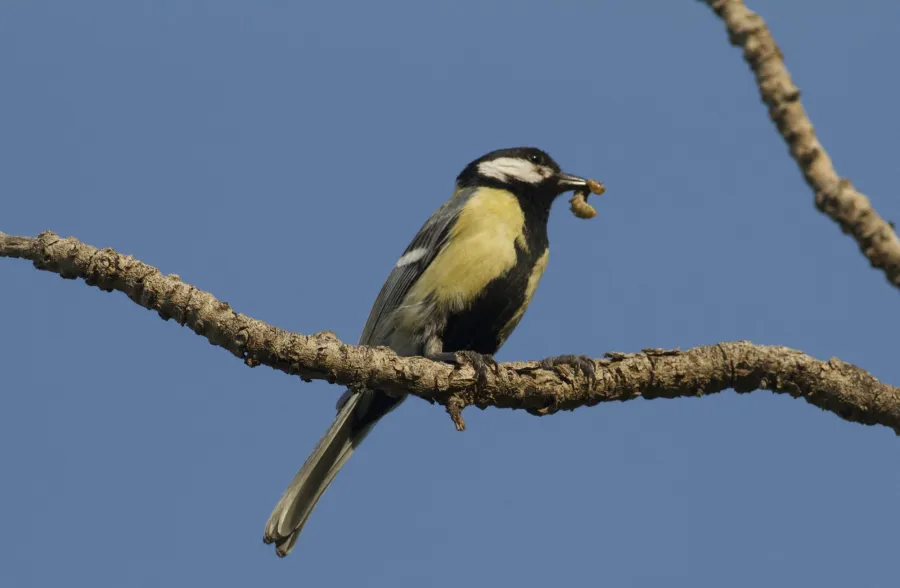 Great Tit
