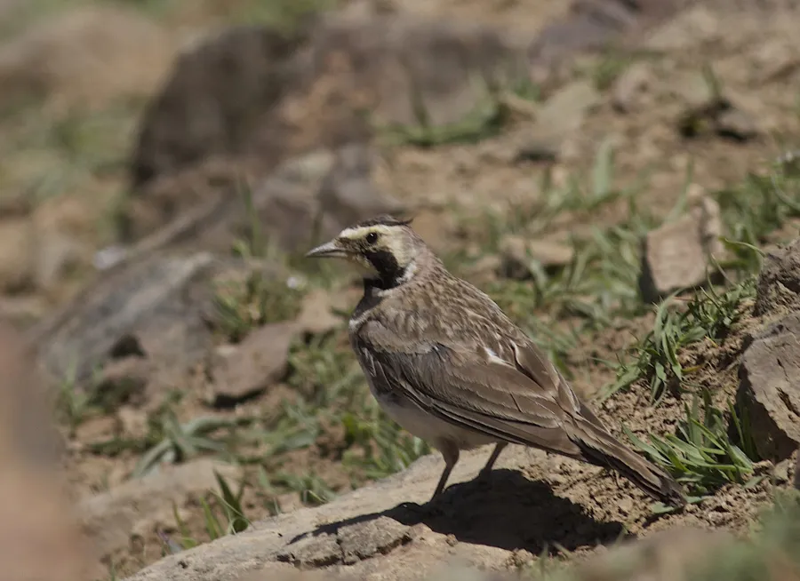 Horned Lark