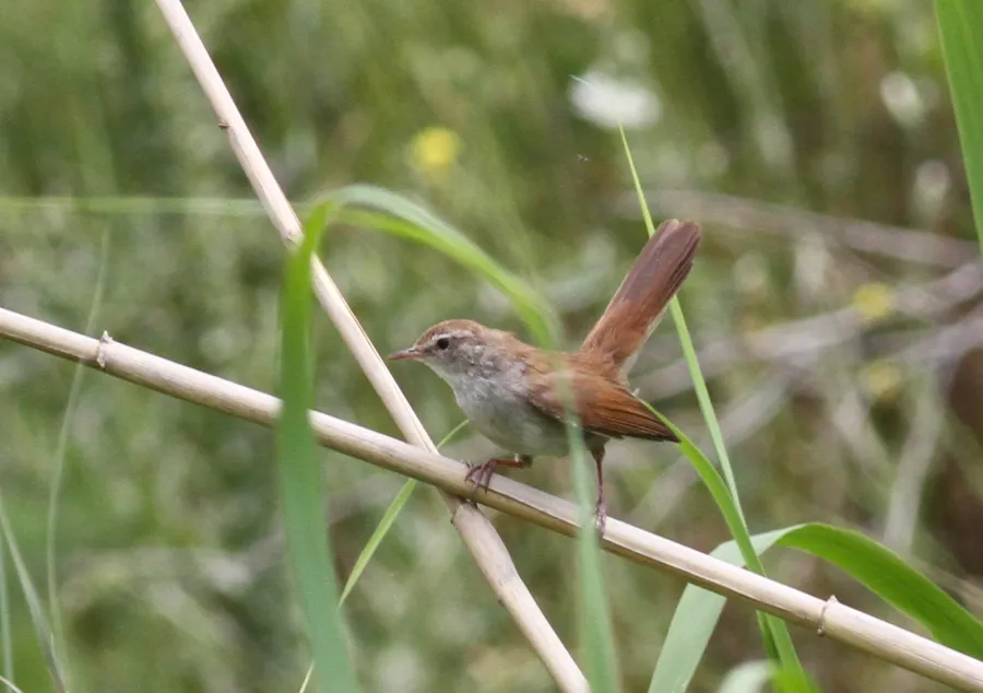 Cetti’s Warbler