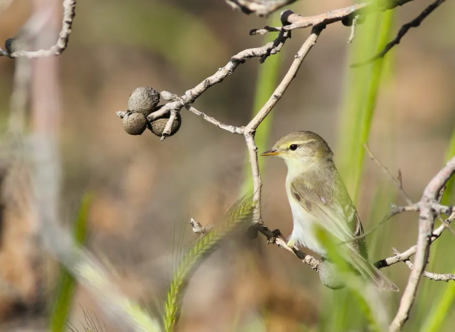 Willow Warbler