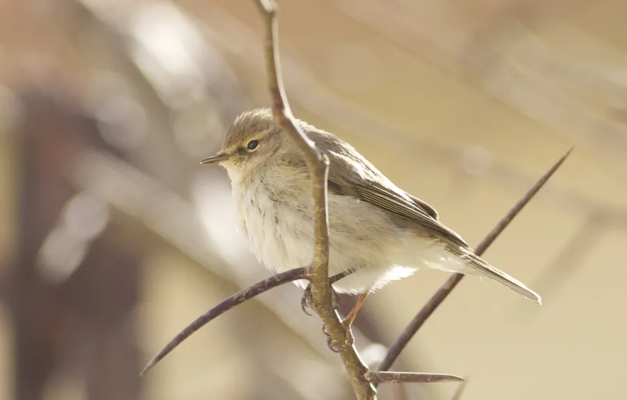 Common Chiffchaff