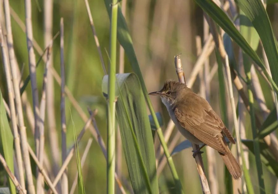 Great Reed Warbler