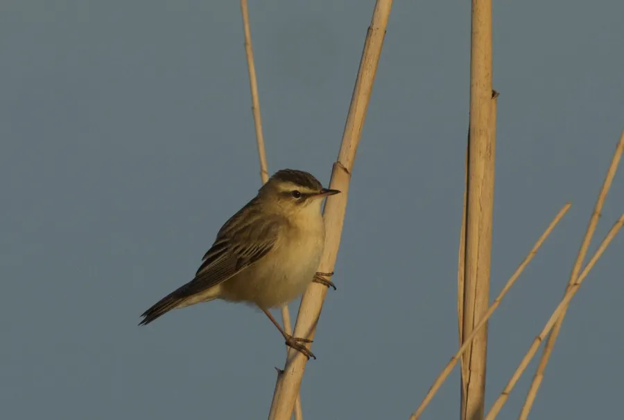 Moustached Warbler