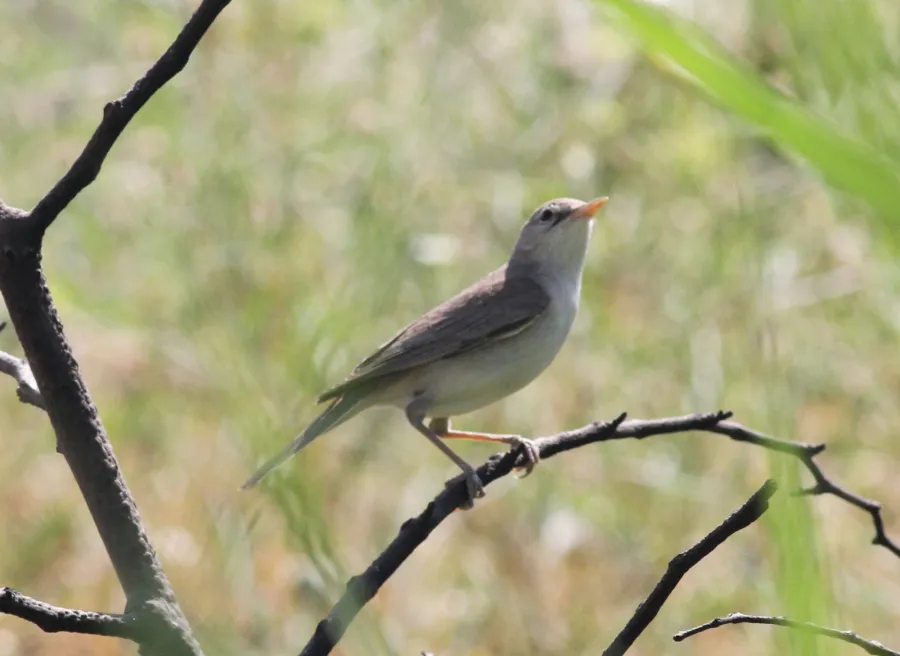 Eastern Olivaceous Warbler