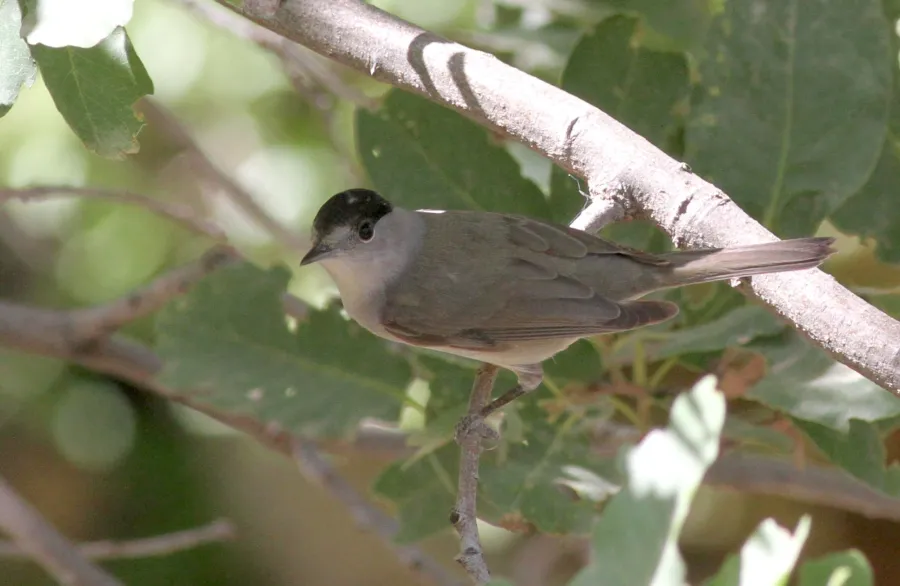 Eurasian Blackcap
