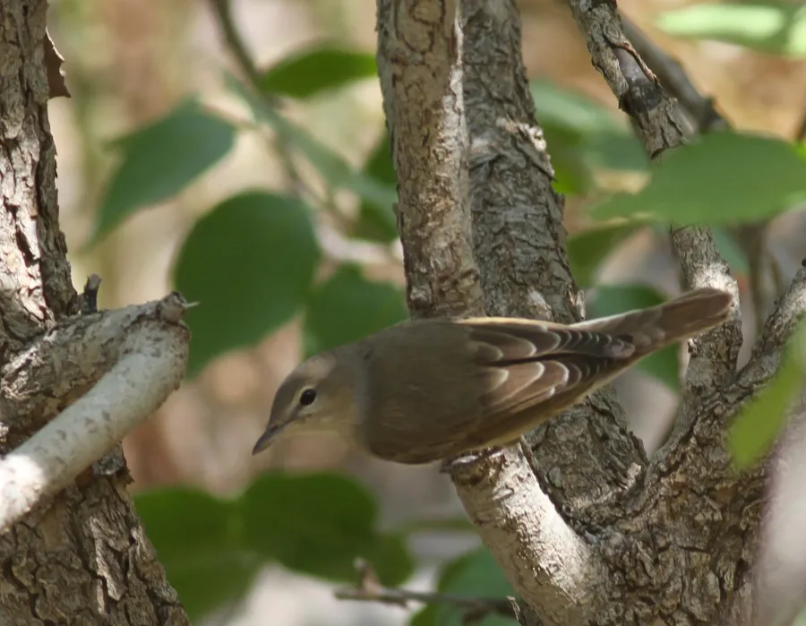 Garden Warbler
