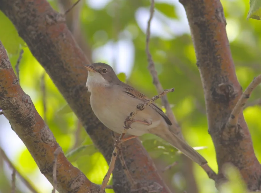 Common Whitethroat