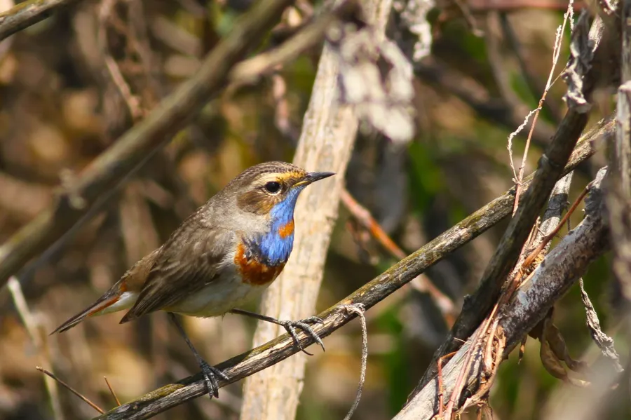 Bluethroat