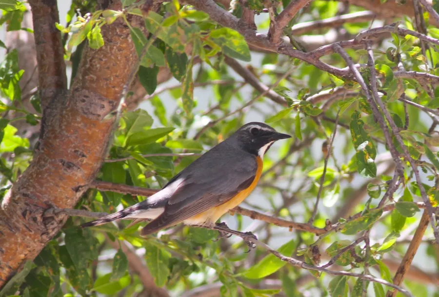 White-throated Robin
