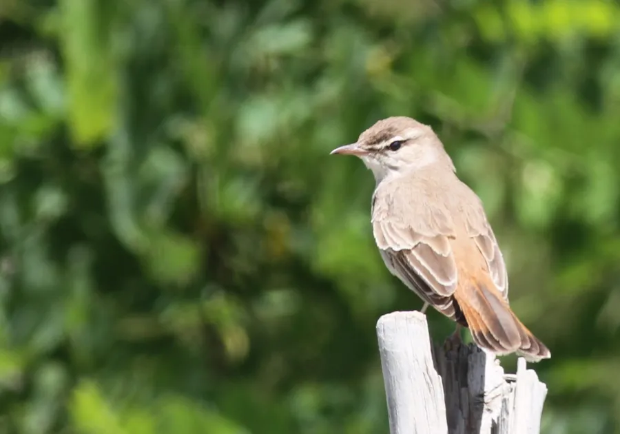 Rufous-tailed Scrub Robin