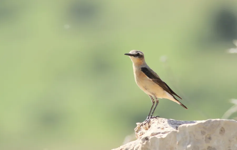 Northern Wheatear