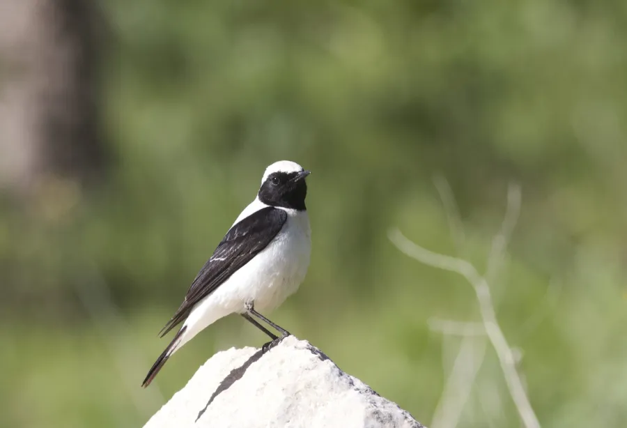 Eastern Black-eared Wheatear