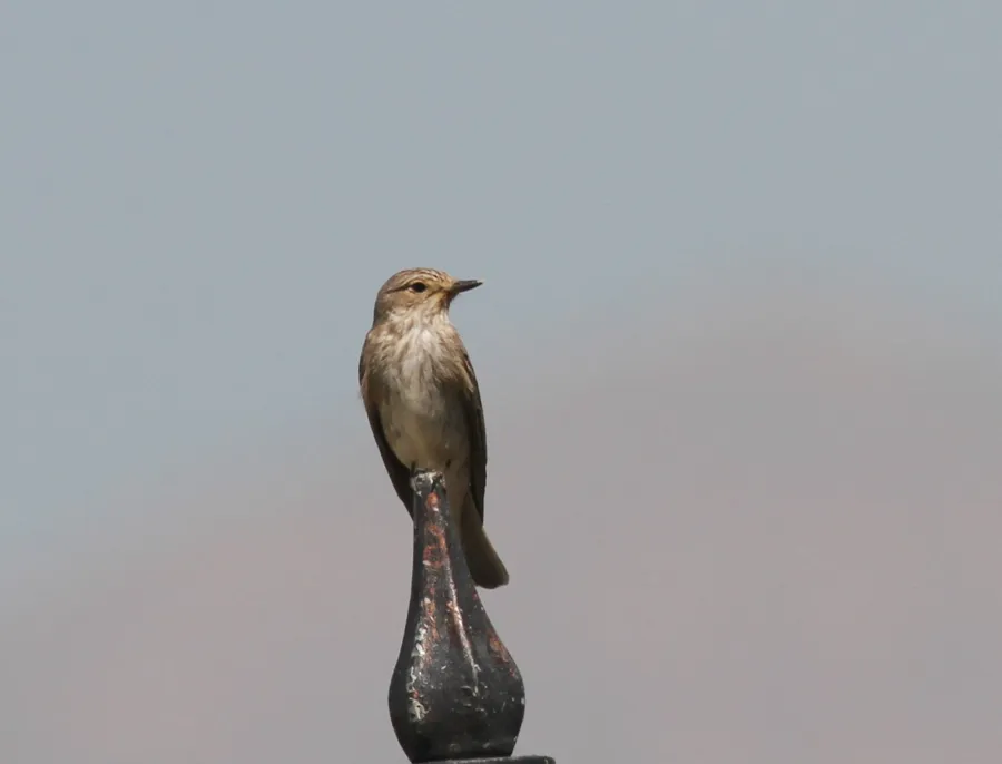 Spotted Flycatcher