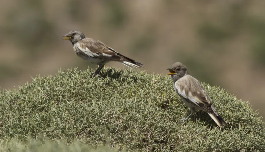 White-winged Snowfinch