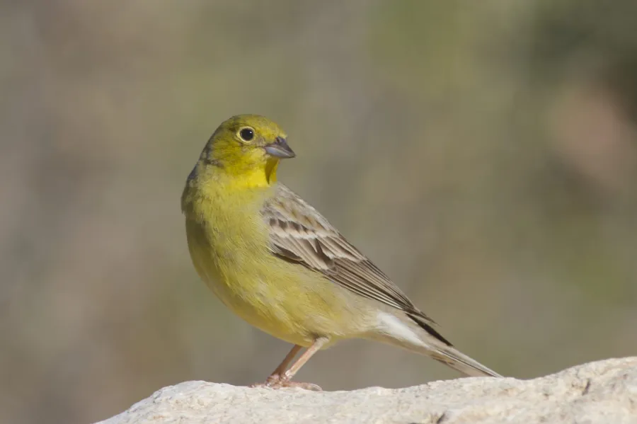 Eastern Cinereous Bunting