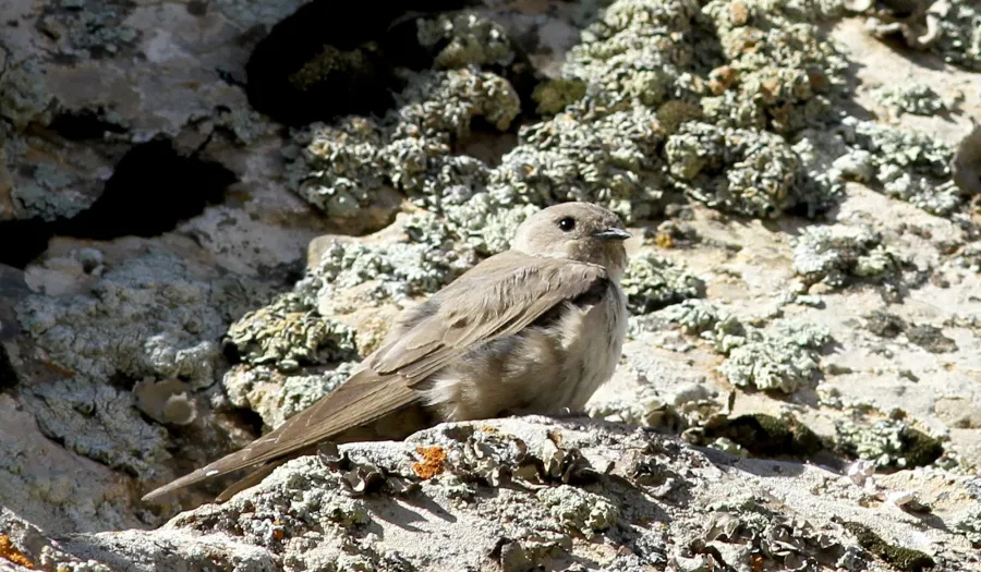 Eurasian Crag Martin
