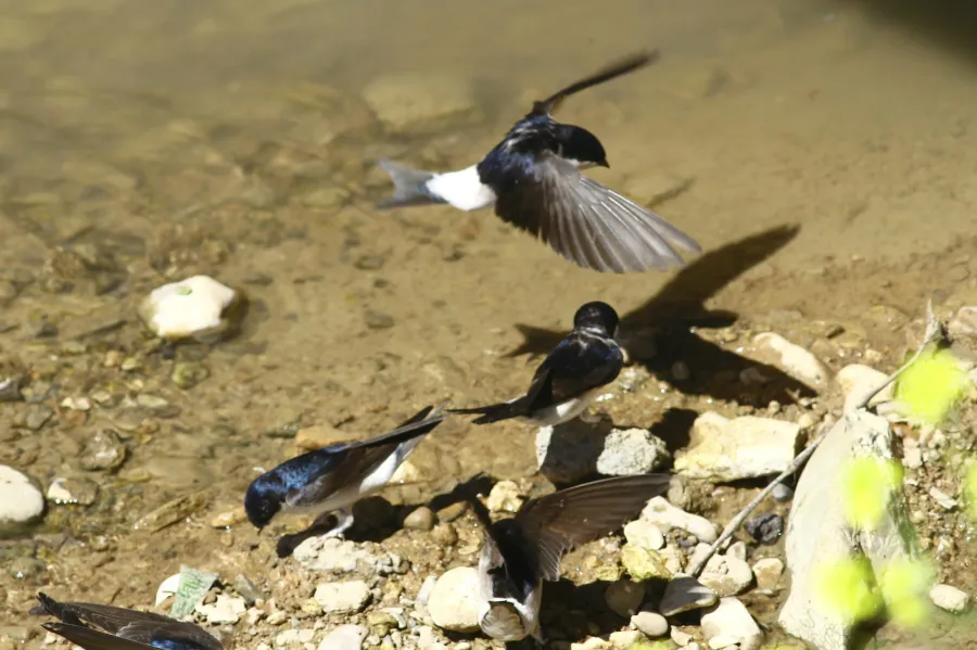 Common House Martin