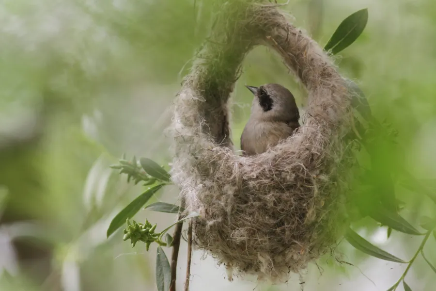 Eurasian Penduline Tit