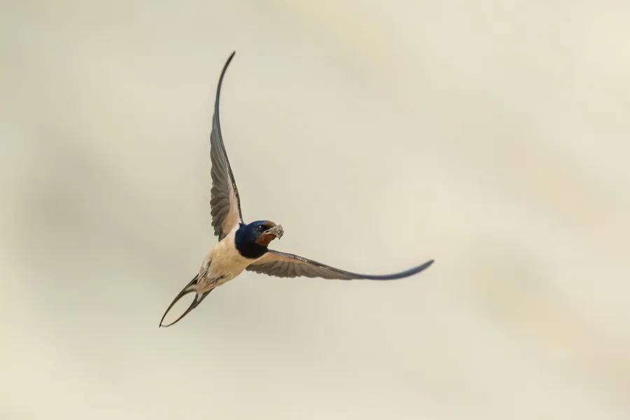 Barn Swallow