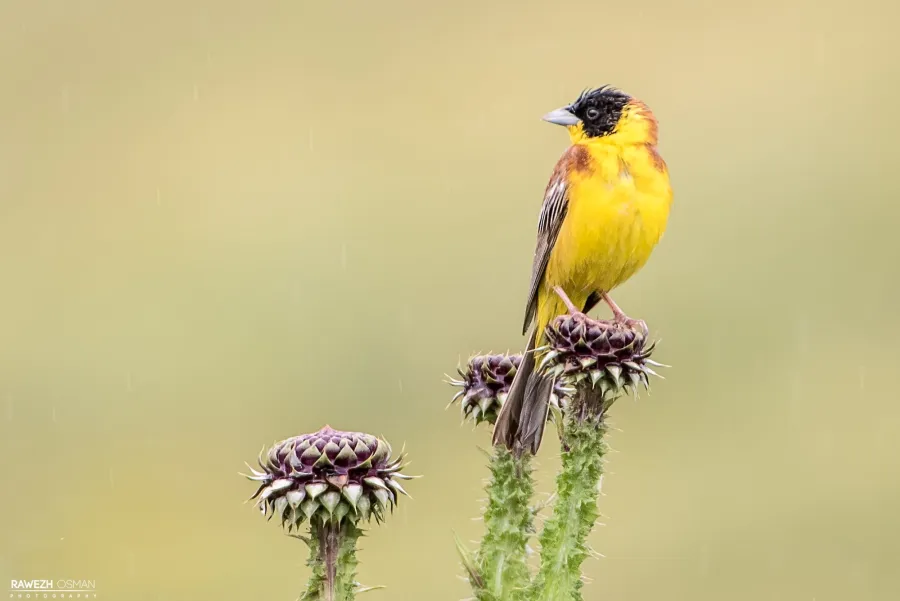 Black-headed Bunting