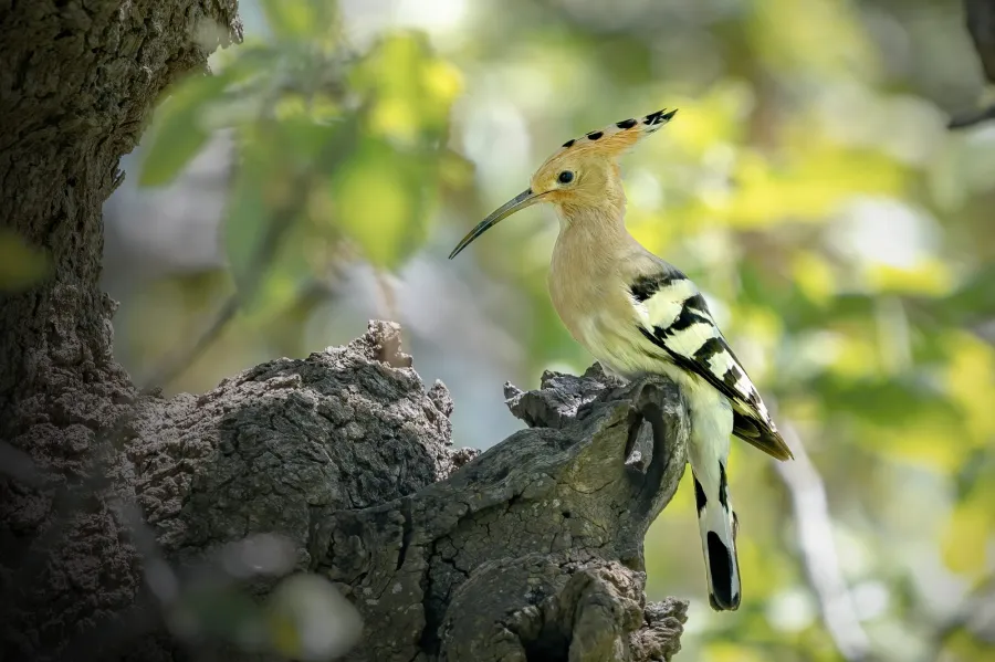 Eurasian Hoopoe