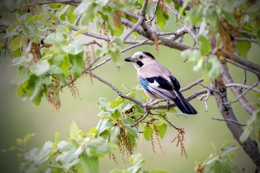 Eurasian Jay