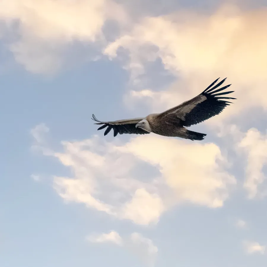 Eurasian Griffon Vulture