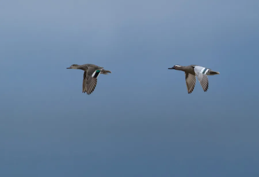 Garganey