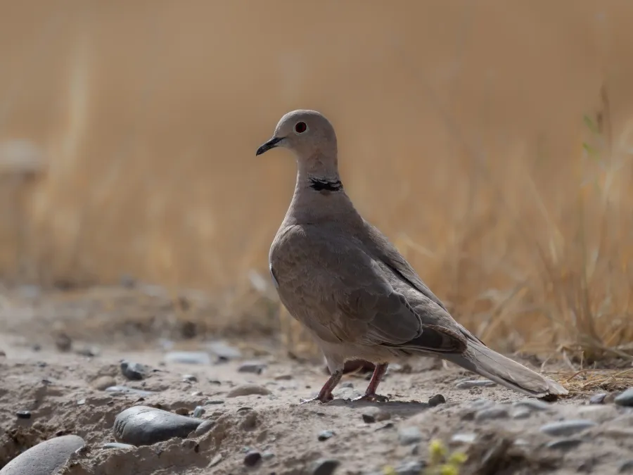 Eurasian Collared Dove