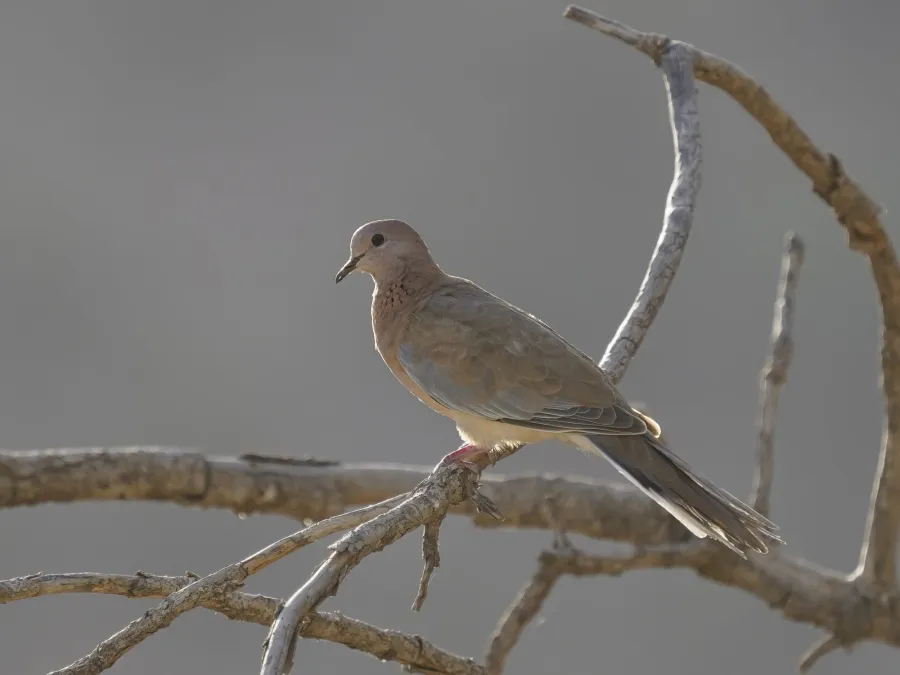 Laughing Dove