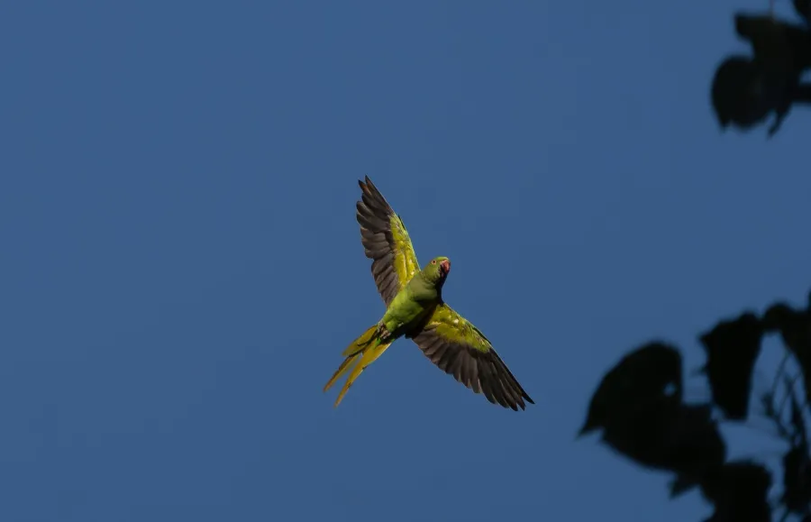 Rose-ringed Parakeet