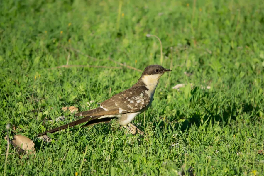 Great Spotted Cuckoo