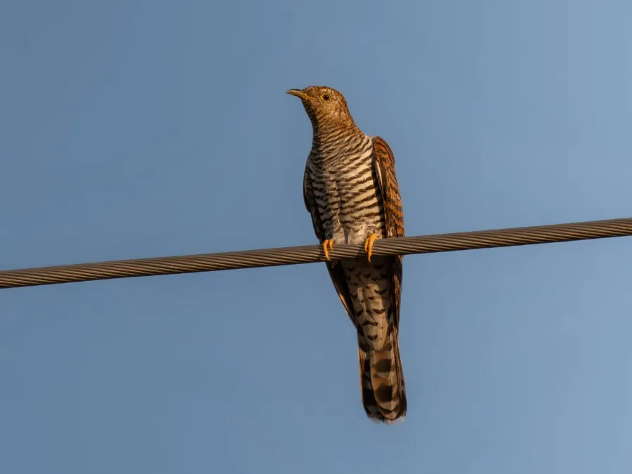 Common Cuckoo