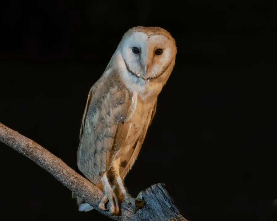 Western Barn Owl