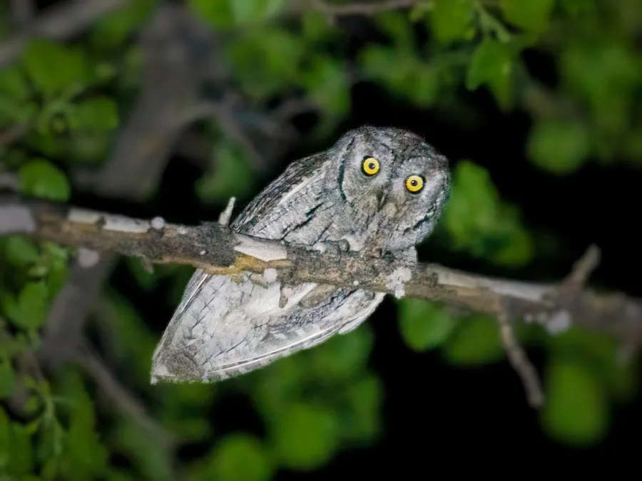 Eurasian Scops Owl