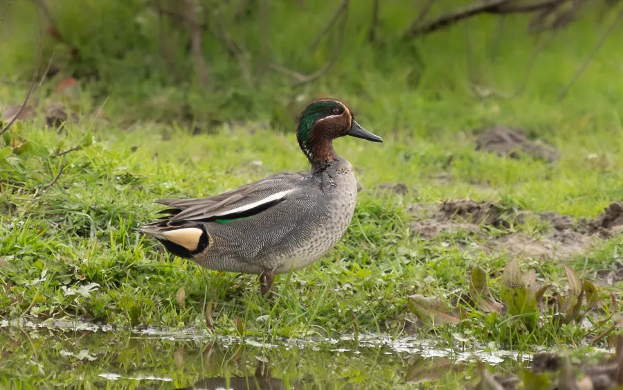 Eurasian Teal