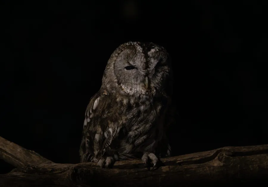 Tawny Owl