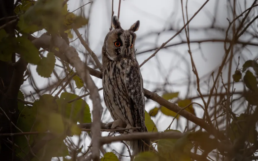 Long-eared Owl